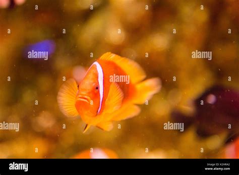 Clown Fish Swimming In Seawater Stock Photo Alamy