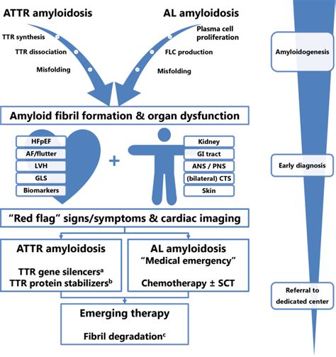 Cardiac Amyloidosis The Need For Early Diagnosis Springerlink