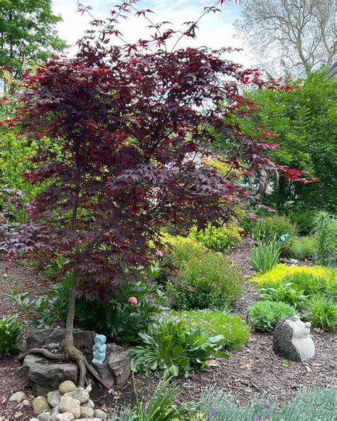 Photo Of The Entire Plant Of Japanese Maple Acer Palmatum Var Amoenum