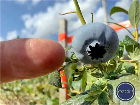 WA Grower Claims To Have Grown Worlds Biggest Blueberry Mandurah