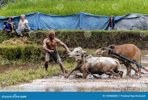 Jinete Indonesio Que Tira De Sus Toros En El Medio De La Raza