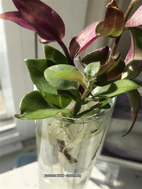 Lipstick Plant Aeschynanthus Thai Pink