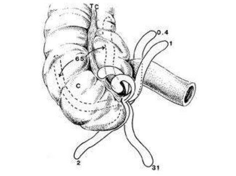 Appendix Drawing At Getdrawings Free Download
