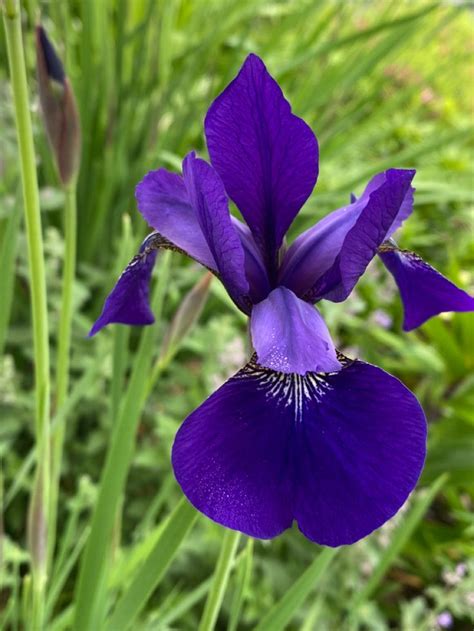 Pin By Juliane Lechner On Blumen Iris Plants Garden