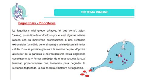 Sistema Inmune Alxnsx S Udocz