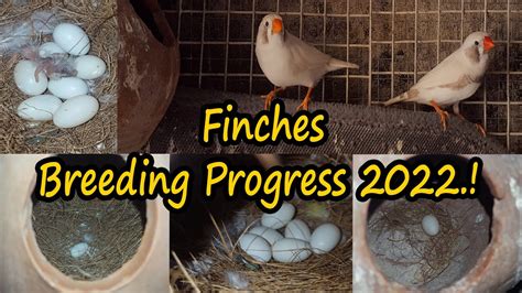 Zebra Finches Breeding Progress September Finch Small Colony