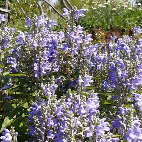 G Rtnerei Staudenspatz Herbst Helmkraut Scutellaria Incana