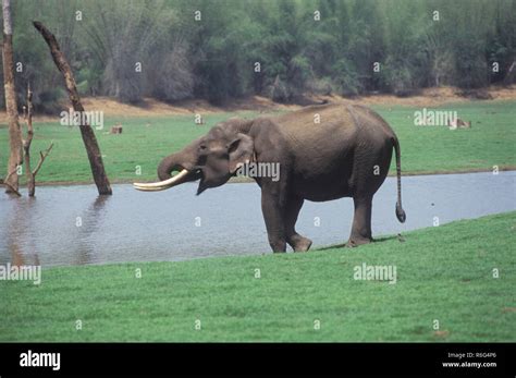 Elephant drinking water Stock Photo - Alamy