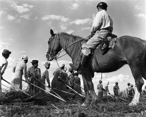 Historic Photos Themes Slavery By Another Name Pbs