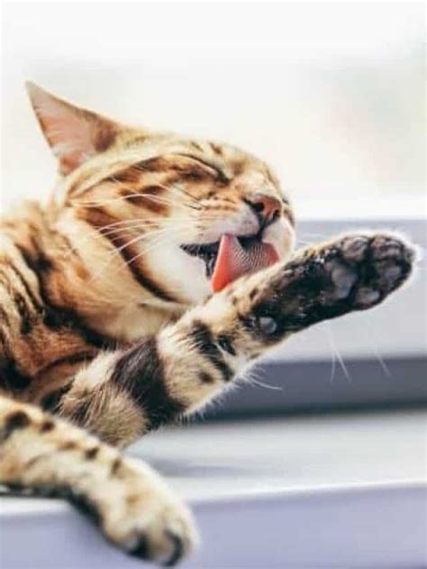 How To Teach A Cat To Clean Themselves All The Help You Need