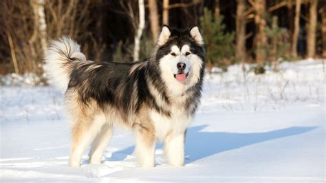 Alaskan Malamute Il Gigante Delle Nevi Amica Veterinaria