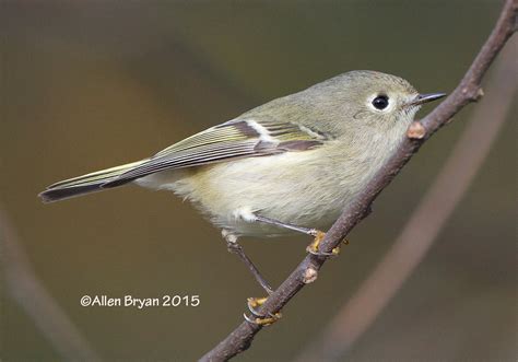 Ruby Crowned Kinglet VisitingNature