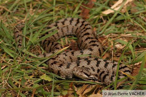 Vipère Aspic Bufo Association Pour Létude Et La Protection Des