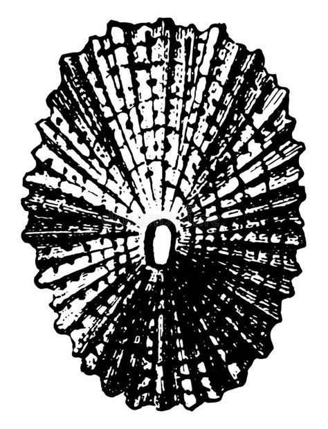 Shell Of Keyhole Limpet Vintage Illustration Stock Vector