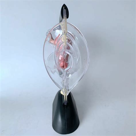 Transparent Uterus Model Visible Human Vagina Anatomical Model Female