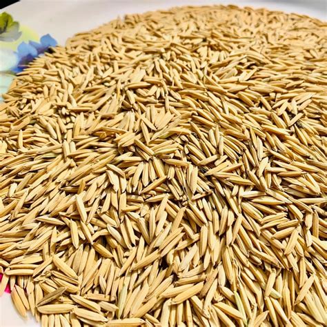 Dried Brown JGL 28545 Paddy Seeds For Agriculture Packaging Type