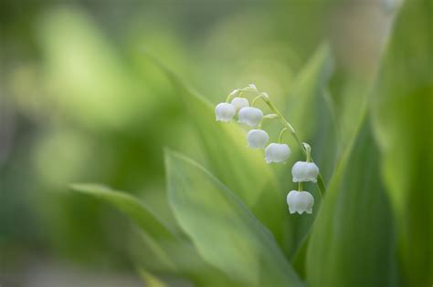 20 Lily Of The Valley Hd Wallpapers And Backgrounds