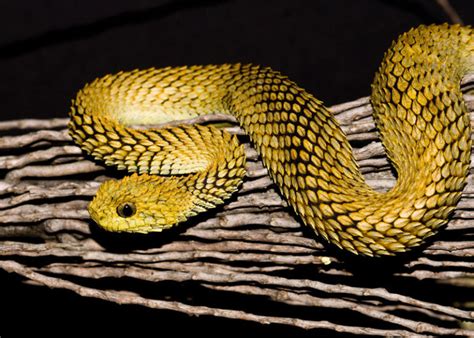 African Bush Viper Facts Description Diet And Pictures