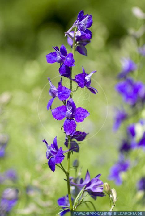 Consolida Ajacis Alias Annual Delphinium Hippocampus Bildarchiv