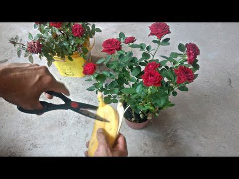 TÉCNICA PARA SUA ROSEIRA FLORIR YouTube Roseiras Rosas trepadeiras