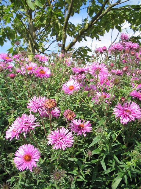 Aster Novae Angliae Barr S Pink Herfstaster Bloemenpark Appeltern