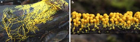 A Plasmodium Of The Slime Mold Physarum Sp B Sporangia Of Physarum Download Scientific Diagram