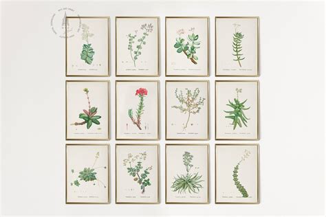 Vintage Succulents Gallery Wall Set Of French Cactus Botanical