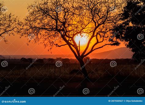 Beautiful African Sunset Over Savannah, Tanzania Stock Image - Image of savannah, bright: 287550567