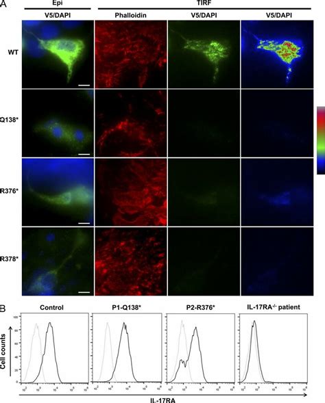 Expression Of Wt Mutant Il 17rc And Il 17ra At The Cell Surface A