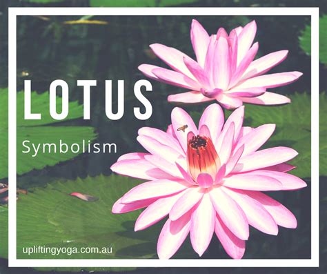 Lotus Flower Symbolism