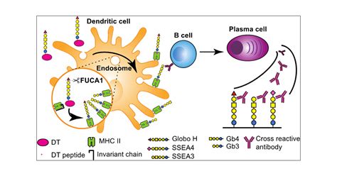 Cross Presentation Immunology