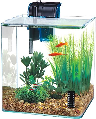 What Is The Best Betta Fish Tank Available Lovemybetta