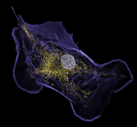 Sim Hms Super Resolution Microscopy In The Department Of Cell Biology At Harvard Medical School