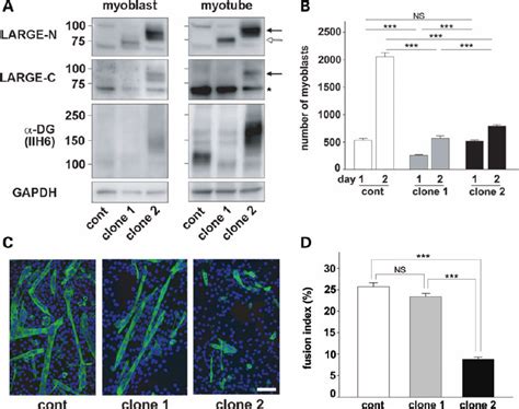 Defects In Myotube Formation In C C Cells Caused By Overexpression Of