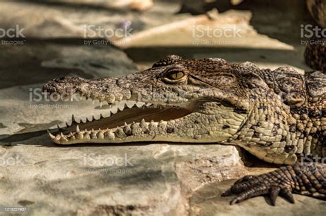 Gambar Kepala Buaya 58 Koleksi Gambar