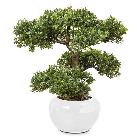 Drzewko bonsai w doniczce liściaste