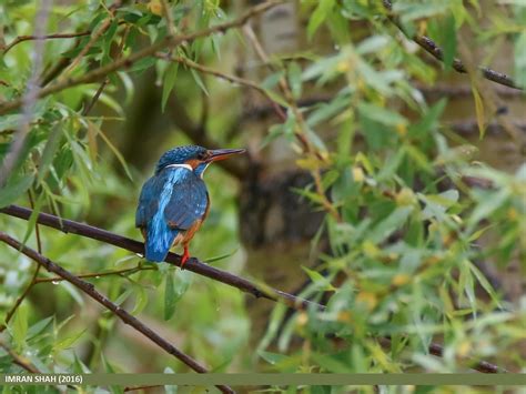 Common Kingfisher Alcedo Atthis Common Kingfisher Alced Flickr