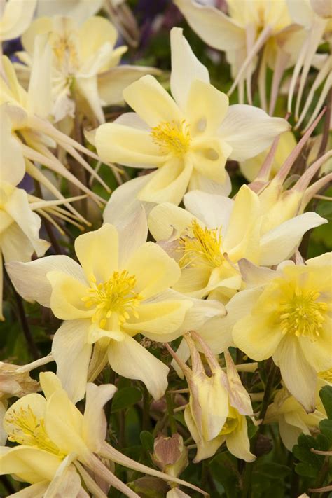 Origami Yellow Columbine Aquilegia X Hybrida Origami Yellow