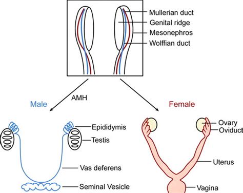 Sex Determination And Gonadal Development In Mammals Physiological