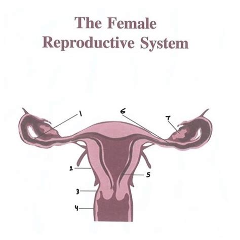 The Female Reproductive System Flashcards Quizlet