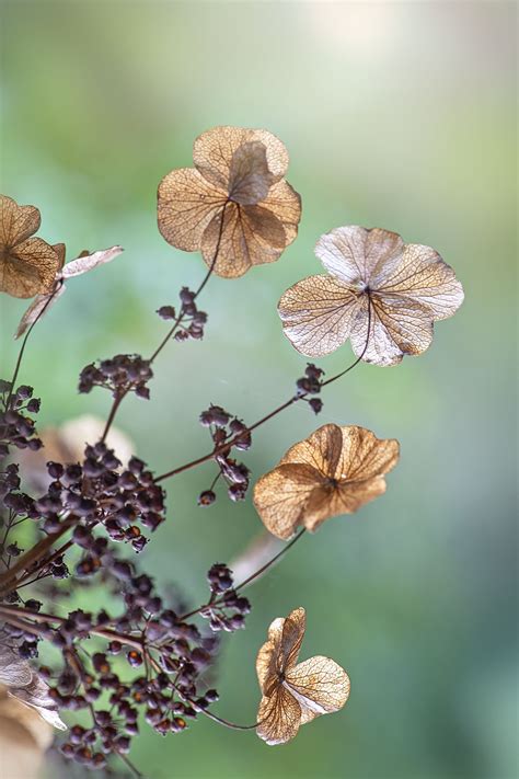 Should I Cut Back Hydrangeas In The Fall Expert Advice For Perfect