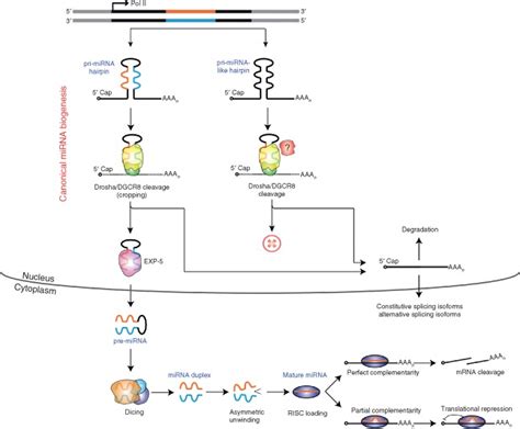 Canonical Microrna Mirna Biogenesis Processing Of Primary