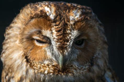 Premium Photo Tawny Owl Strix Aluco