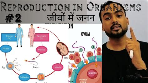 Reproduction In Organisms Bilingual Hinglish Cbse And Up Board Neet Foundation Neet Cbse