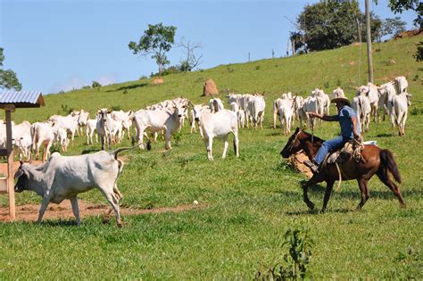 Why raising cattle isn’t the whole story of deforestation | Global