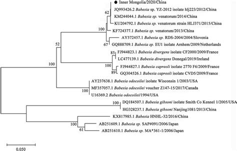 Phylogenetic Tree Of B Venatorum In Ticks Based On Partial 18S RRNA