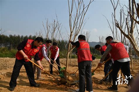 “志愿红”助力“生态绿”，清远退役军人志愿者积极参与义务植树活动 房产资讯 房天下