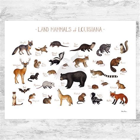 Louisiana Land Mammals Field Guide Art Print Kate Dolamore Art