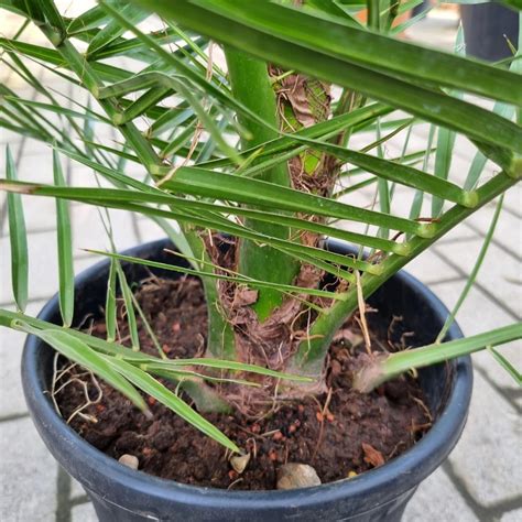 Phoenix Canariensis Cm Kaufen Bei Pflanzenoase