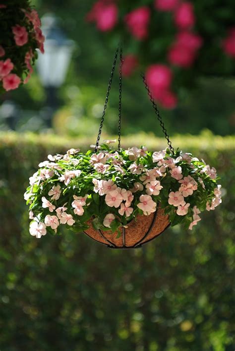 Vinca Hanging Plant